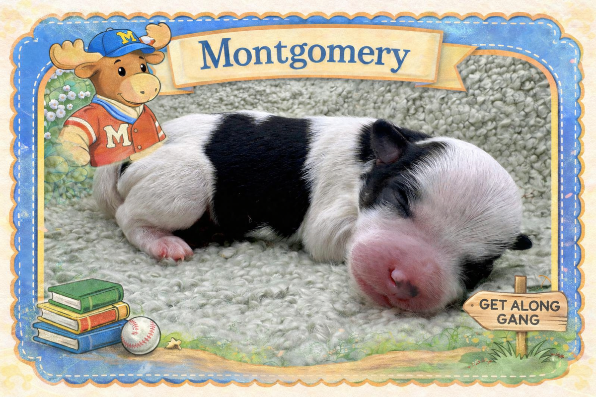 Montgomery