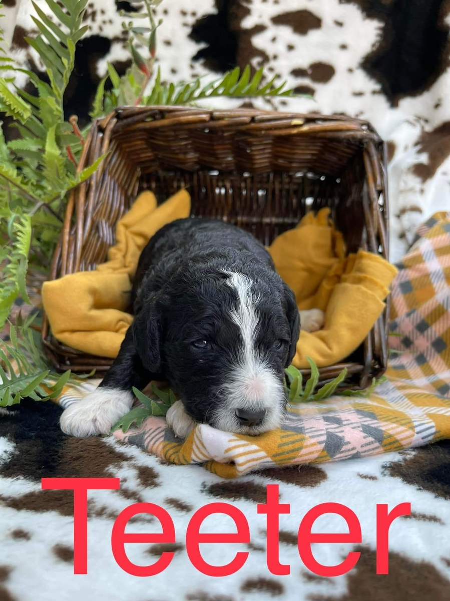 Teeter