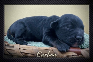 Carbon