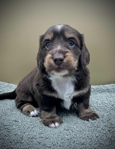 Evie