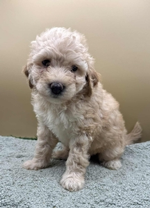 Bentley