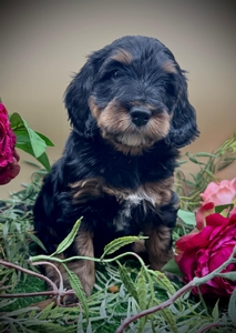 Dorothy