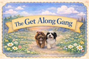 Havanese (A.K.C.) - Carmen x Mateo