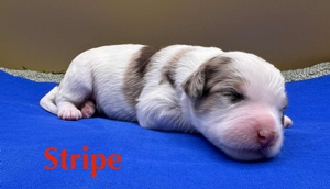 Stripe