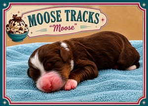 Moose Tracks - 