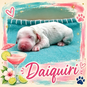 Daiquiri