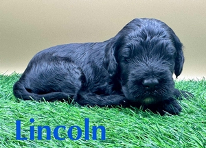 Lincoln