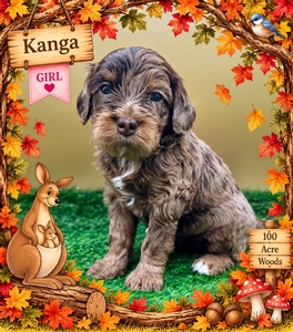 Kanga