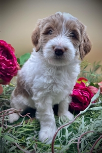 Lola (Rose)