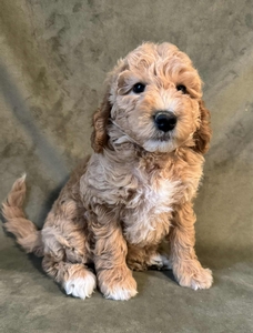 Cooper