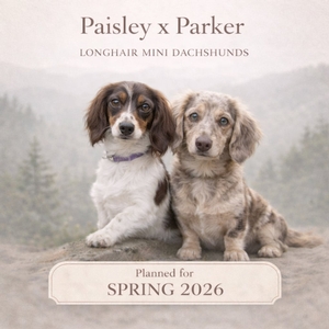 Paisley & Parker (C.K.C. Mini  Longhair Dachshunds)