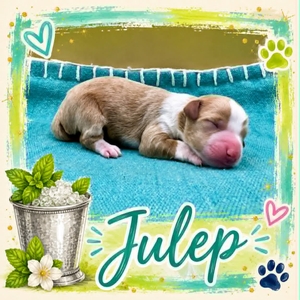Julep