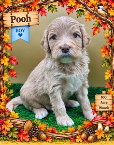 Pooh
