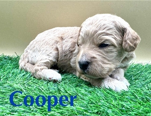Cooper