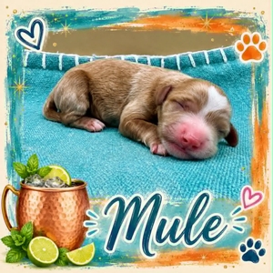 Mule