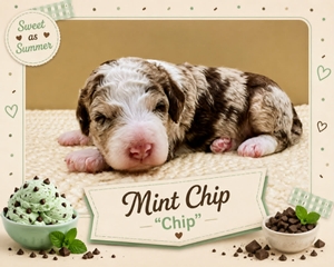 Mint Chip - 