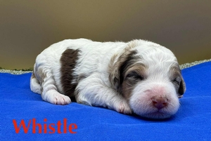 Whistle