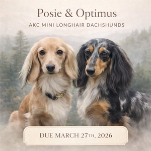 Posie & Optimus (A.K.C. Longhair Mini Dachshunds)