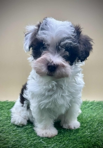 Portia (Guardian Opportunity)