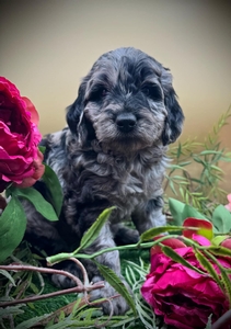 Carley (Blanche)