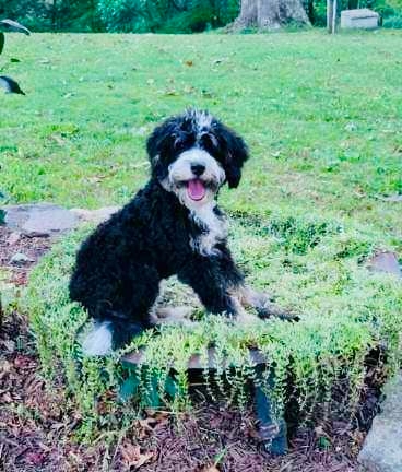 Murphy