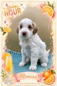 Mimosa