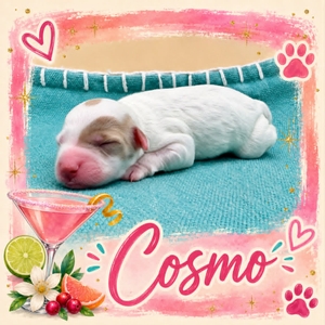 Cosmo