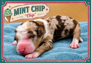 Mint Chip - 