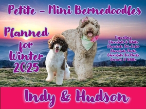 Petite/Mini Bernedoodles (Indy x Hudson) WIN 26