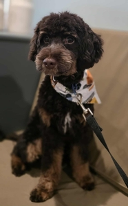 Moose (Goldendoodle)