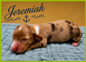 Jeremiah