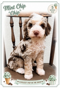 Mint Chip - 