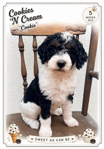 Cookies 'N Cream  - 
