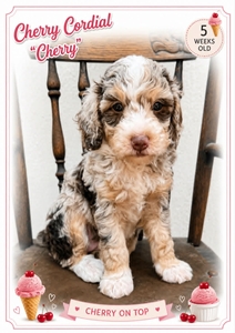 Cherry Cordal - 
