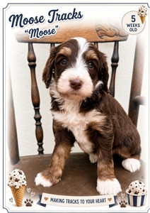 Moose Tracks - 