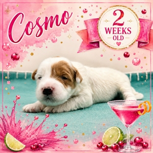 Cosmo