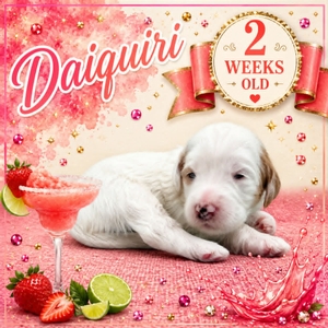 Daiquiri