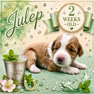 Julep