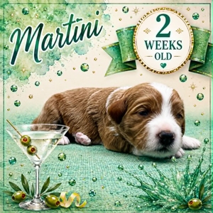 Martini