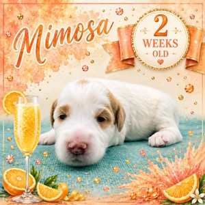 Mimosa