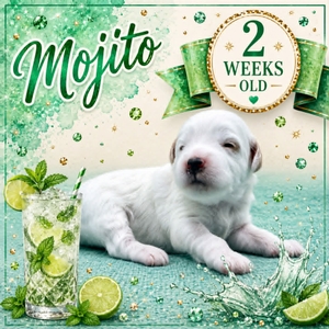 Mojito