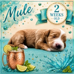 Mule
