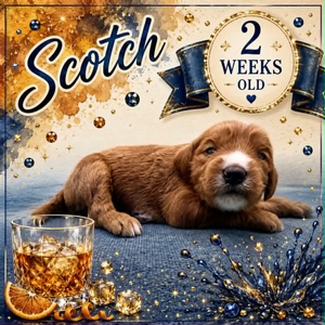 Scotch