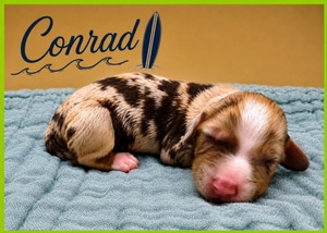 Conrad