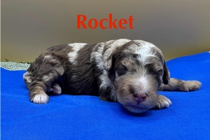 Rocket
