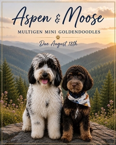 Petite/Mini Goldendoodles (Aspen & Moose)