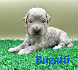 Bugatti
