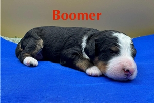 Boomer