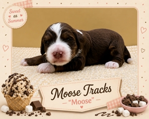 Moose Tracks - 
