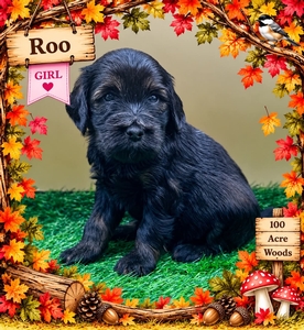Roo